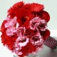 Summerpots Bridal Bouquet - Passion for Red